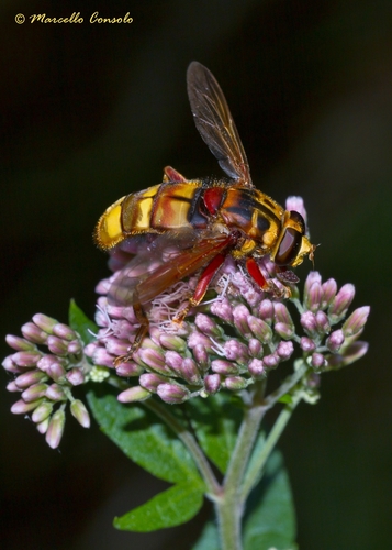 Milesia crabroniformis