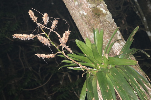 Giant densely-flowered werauhia (Werauhia werckleana)