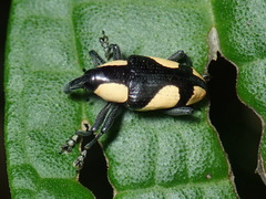 Peridinetus cretaceus