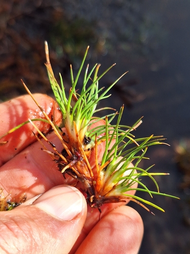 Oreobolus strictus observed 2026-04-04