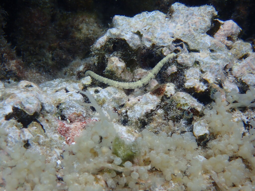 Banded pipefish