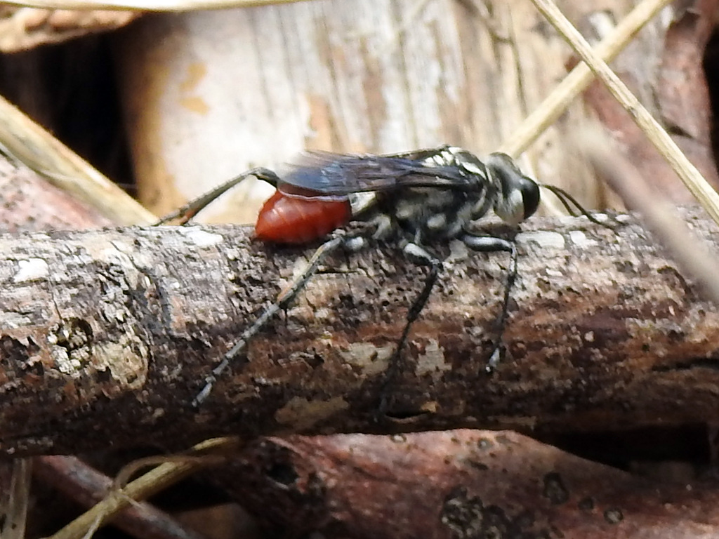Thread-waisted Hunting Wasp