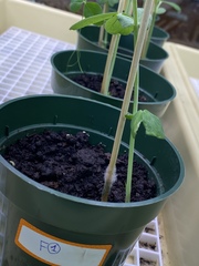 Sclerotinia sclerotiorum