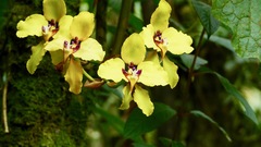 Cyrtochilum macranthum
