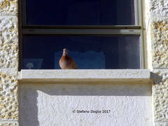 Streptopelia senegalensis