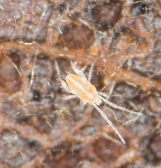 Eupodidae