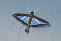 Diaphania plumbidorsalis