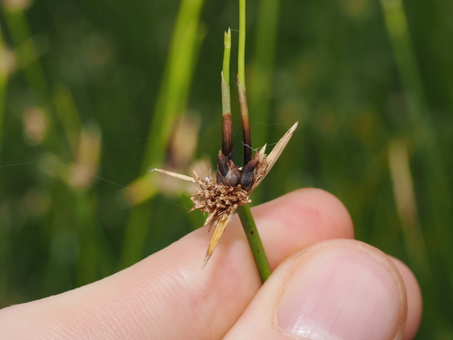 Cyperus gymnocaulos, photograph 4