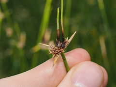 Cyperus gymnocaulos, photograph (c) Thomas Mesaglio, some rights reserved (CC BY)
