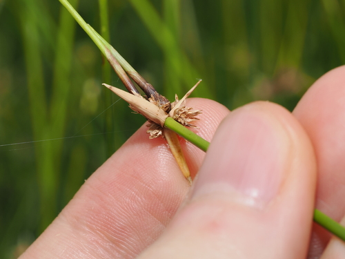 Cyperus gymnocaulos, photograph 3