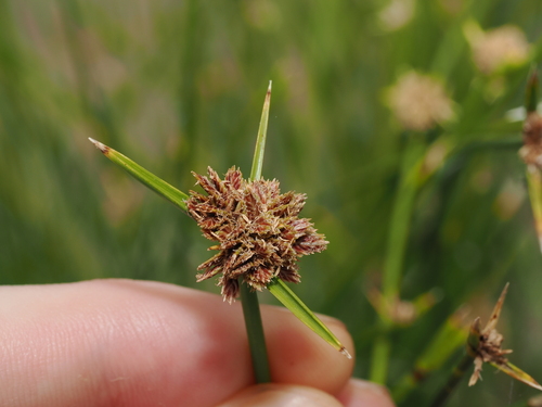 Cyperus gymnocaulos, photograph 2