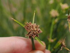 Cyperus gymnocaulos, photograph (c) Thomas Mesaglio, some rights reserved (CC BY)
