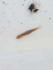 Ichthybotus hudsoni