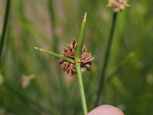 Cyperus gymnocaulos, photograph 5