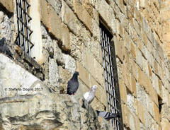 Columba livia domestica