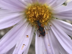 Eupompha elegans perpulchra