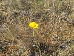 Helenium pinnatifidum, photograph author not stated, no rights reserved