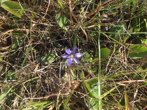 Narrowleaf Blue-Eyed Grass (Sisyrinchium angustifolium)