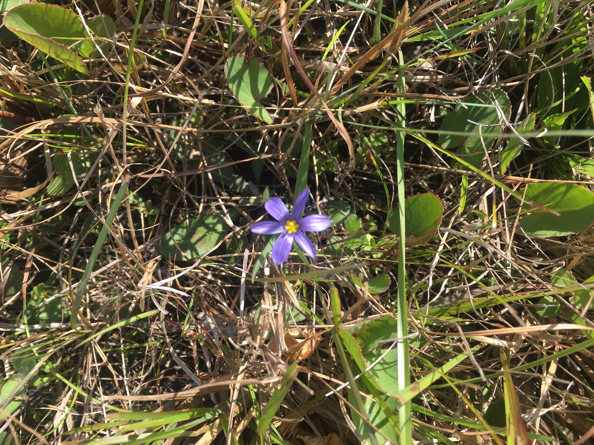 Narrowleaf Blue-Eyed Grass (Sisyrinchium angustifolium)
