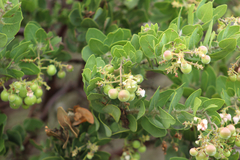 Arctostaphylos catalinae