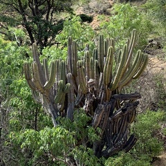 Myrtillocactus schenckii