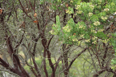 Arctostaphylos catalinae