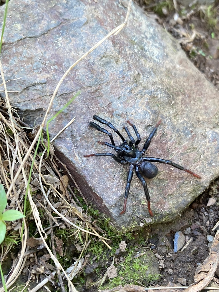 Actinopus longipalpis
