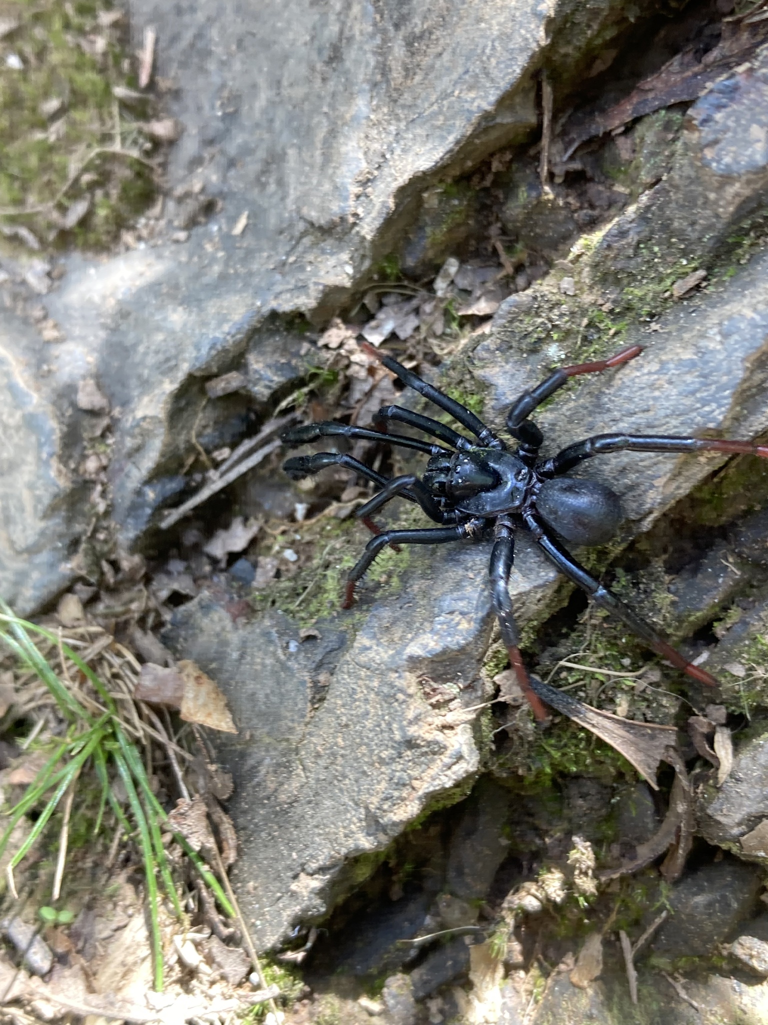 Actinopus longipalpis C.L.Koch, 1842