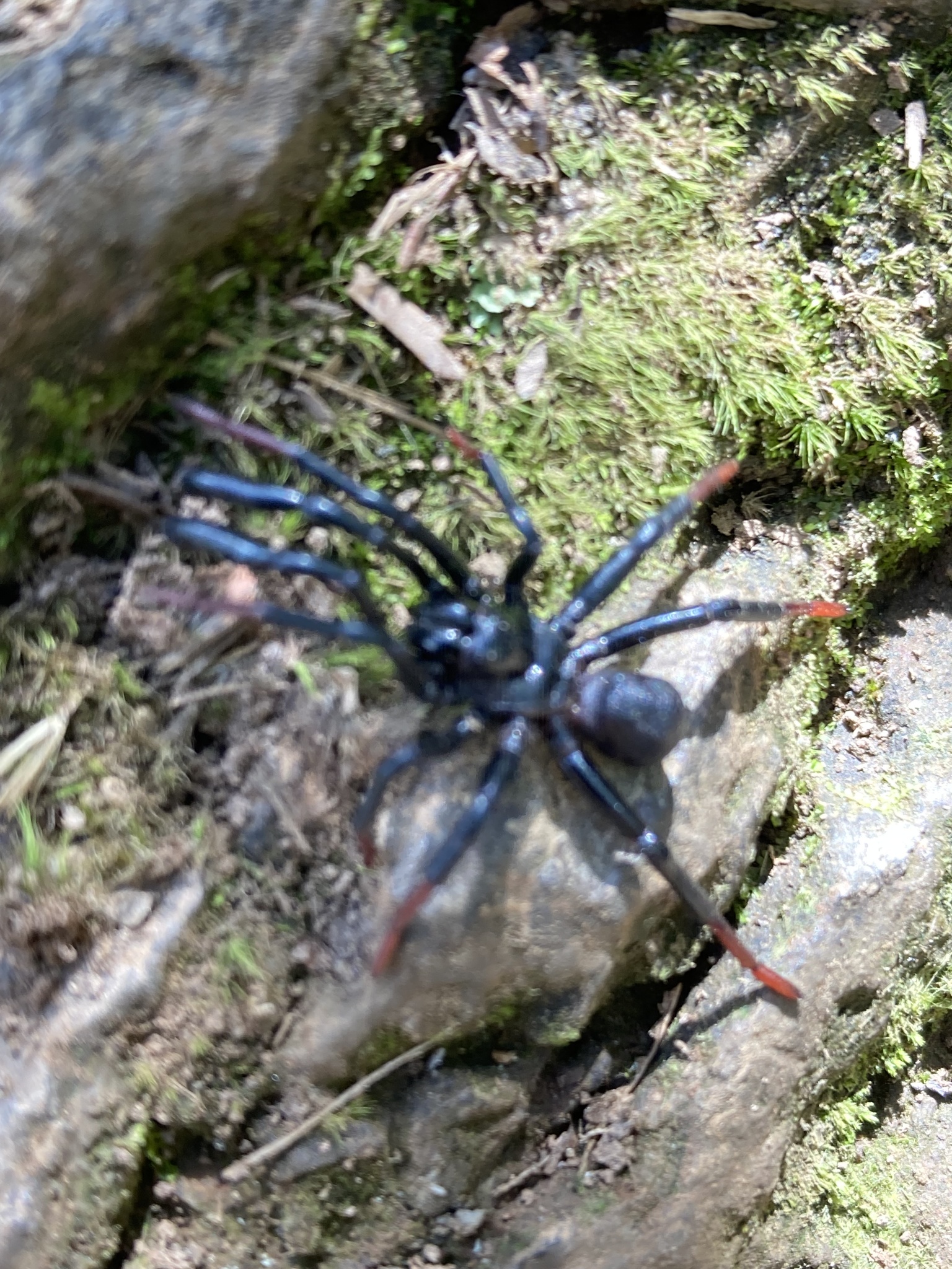 Actinopus longipalpis C.L.Koch, 1842
