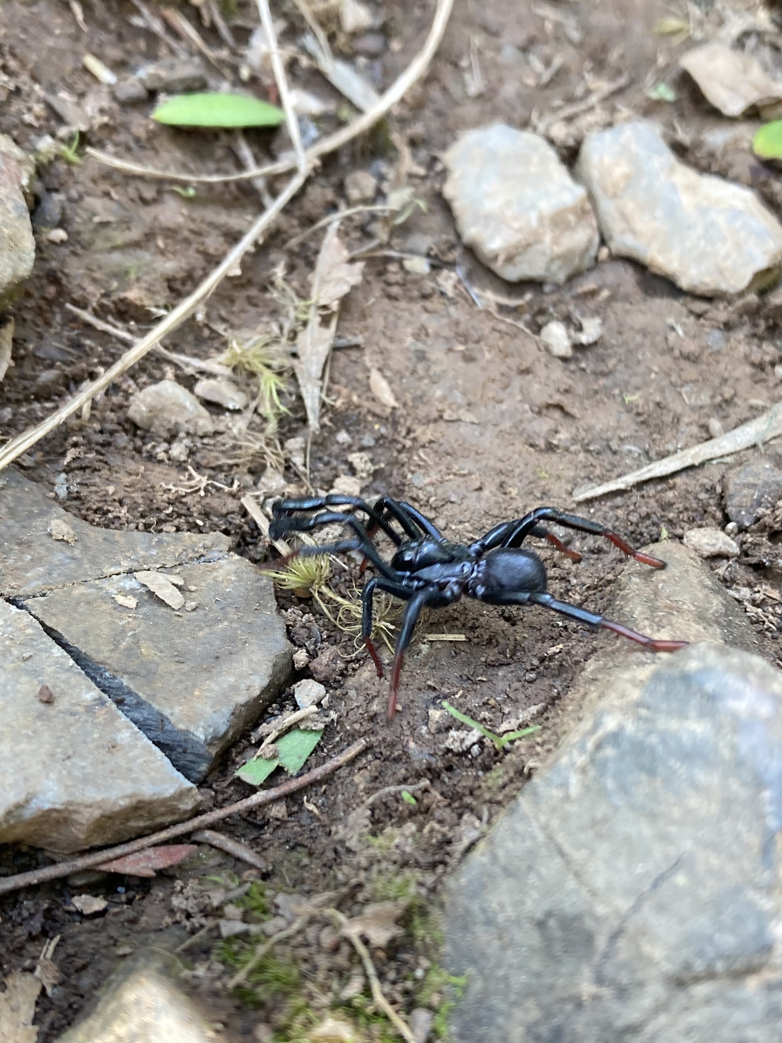Actinopus longipalpis C.L.Koch, 1842
