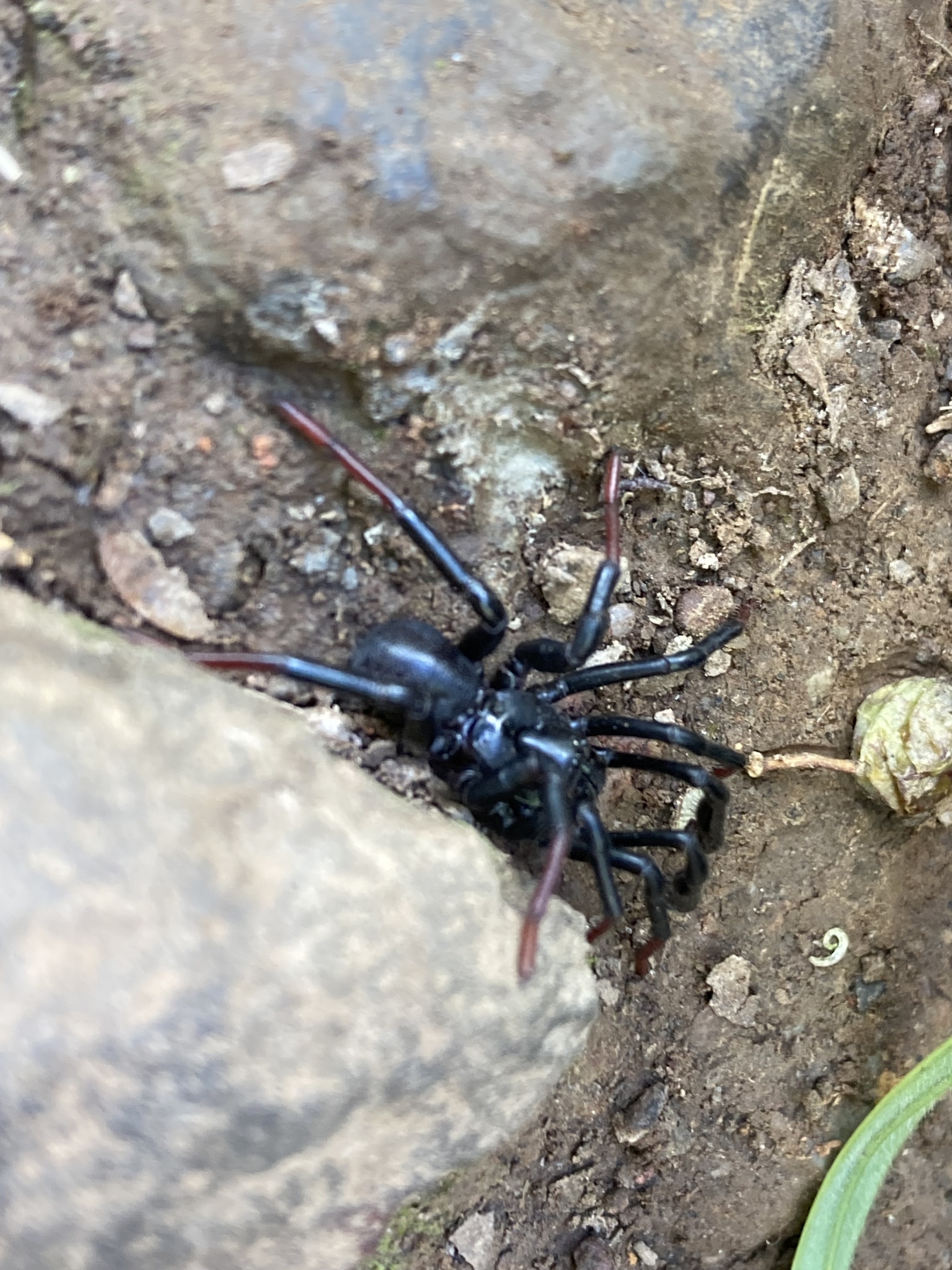 Actinopus longipalpis C.L.Koch, 1842