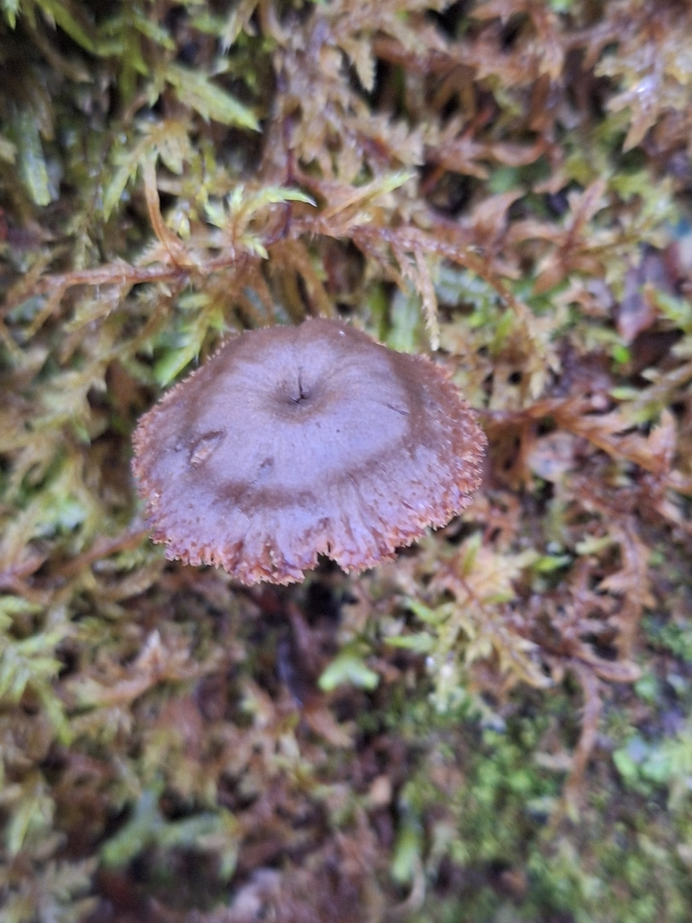 Auriscalpium umbella · April 2026 · photo: © heidimeudt (iNaturalist, cc-by)