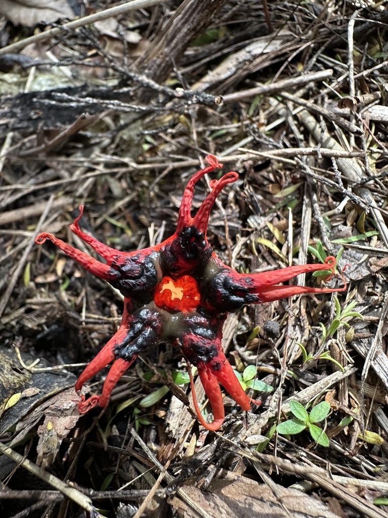 Aseroe rubra · April 2026 · photo: © jo_sinclair (iNaturalist, cc-by)