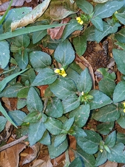 Calyptocarpus vialis