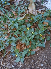 Calyptocarpus vialis