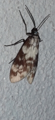 Eucereon discolor