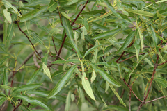 Lyonothamnus floribundus floribundus