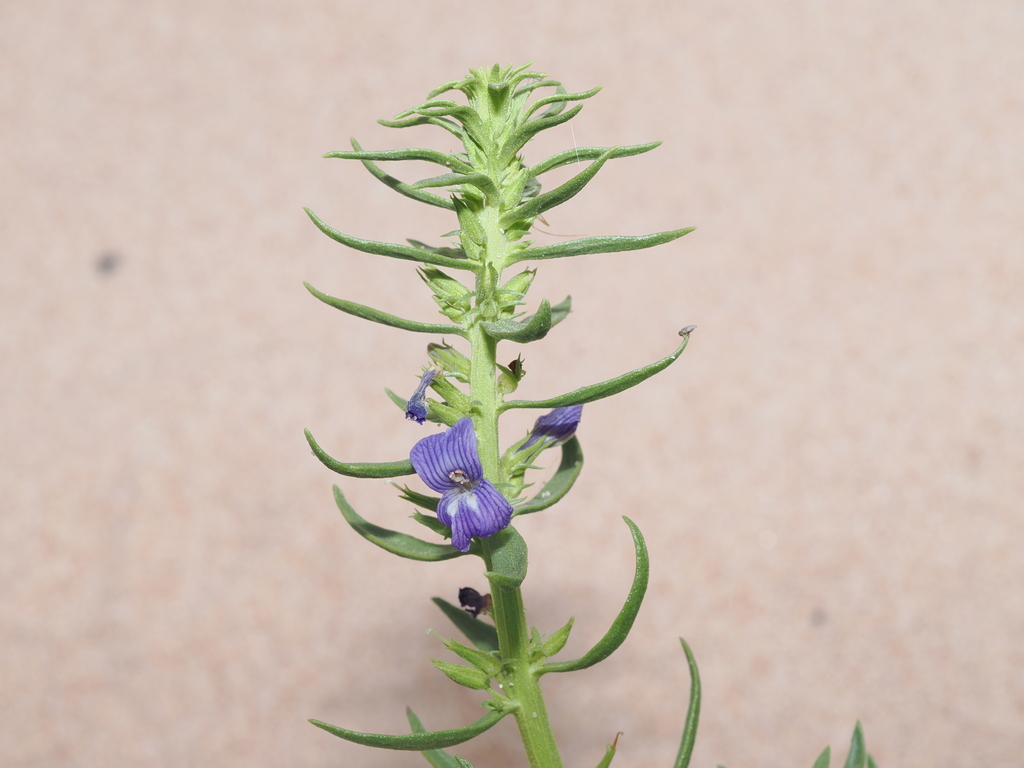 Stemodia florulenta; photograph (c) Thomas Mesaglio, some rights reserved (CC BY)