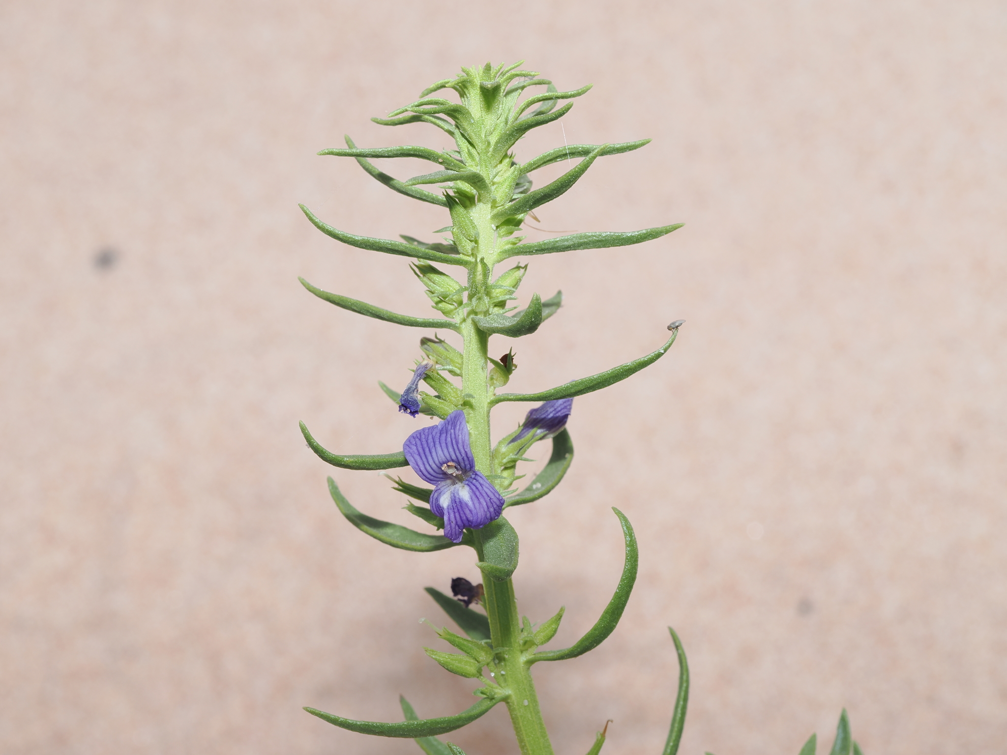 Bluerod (Stemodia florulenta)