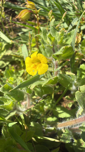 Sand-loving Monkeyflower (Erythranthe arenaria)