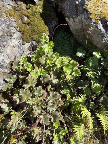 Crevice Alumroot (Heuchera micrantha)