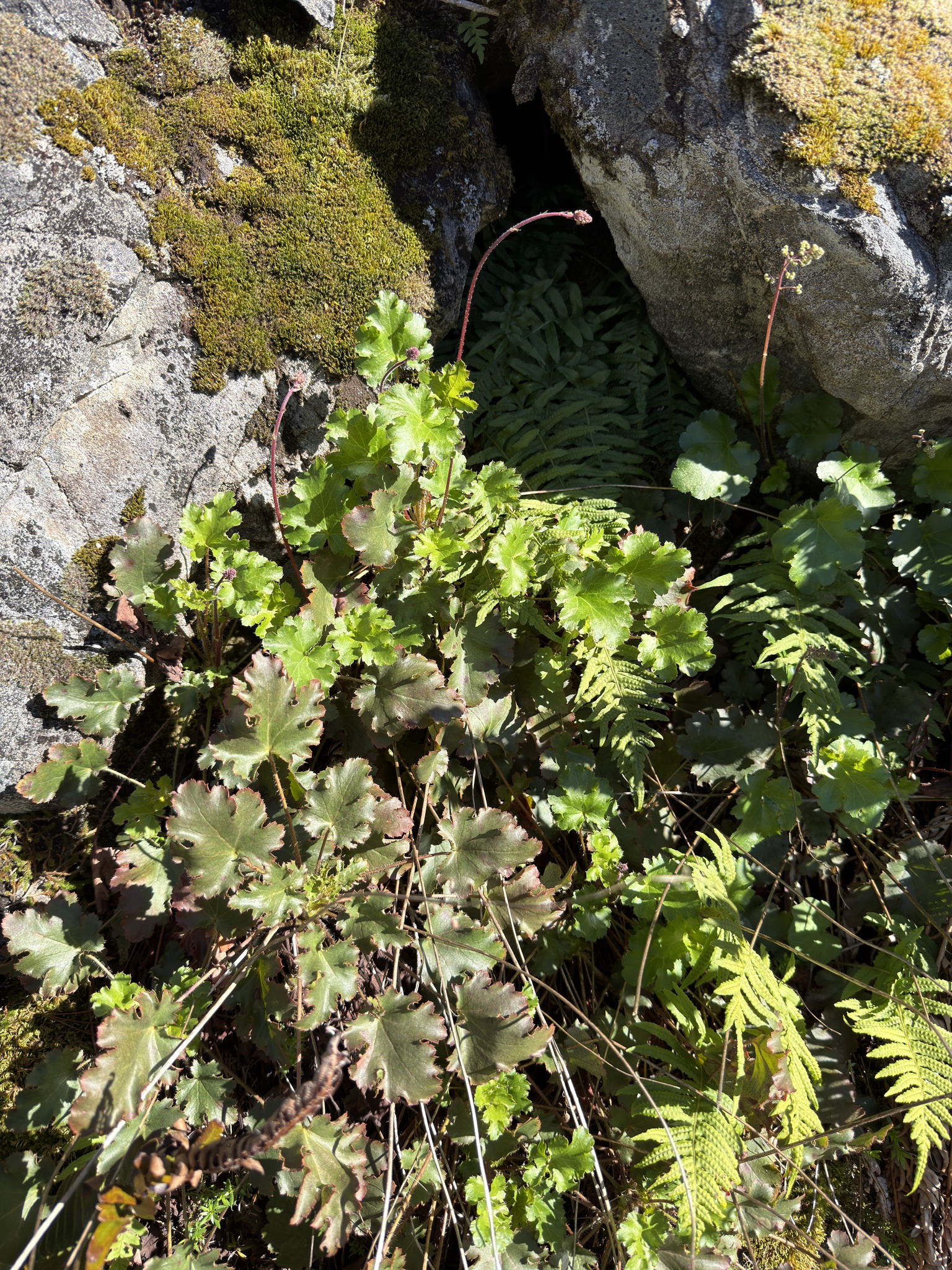 Crevice Alumroot (Heuchera micrantha)