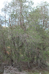 Lyonothamnus floribundus floribundus