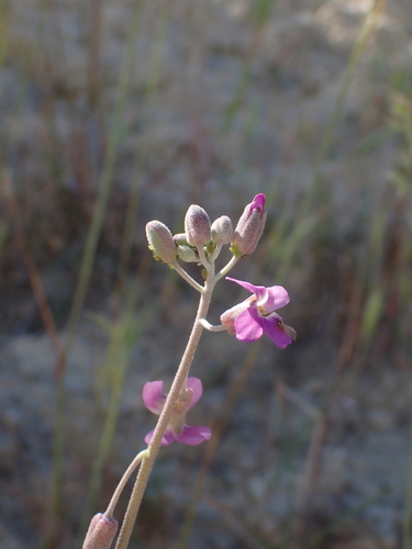 beautiful rockcress (Boechera pulchra)