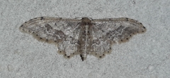 Idaea elata