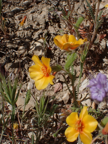 San Joaquin blazingstar (Mentzelia pectinata)
