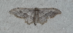 Idaea elata