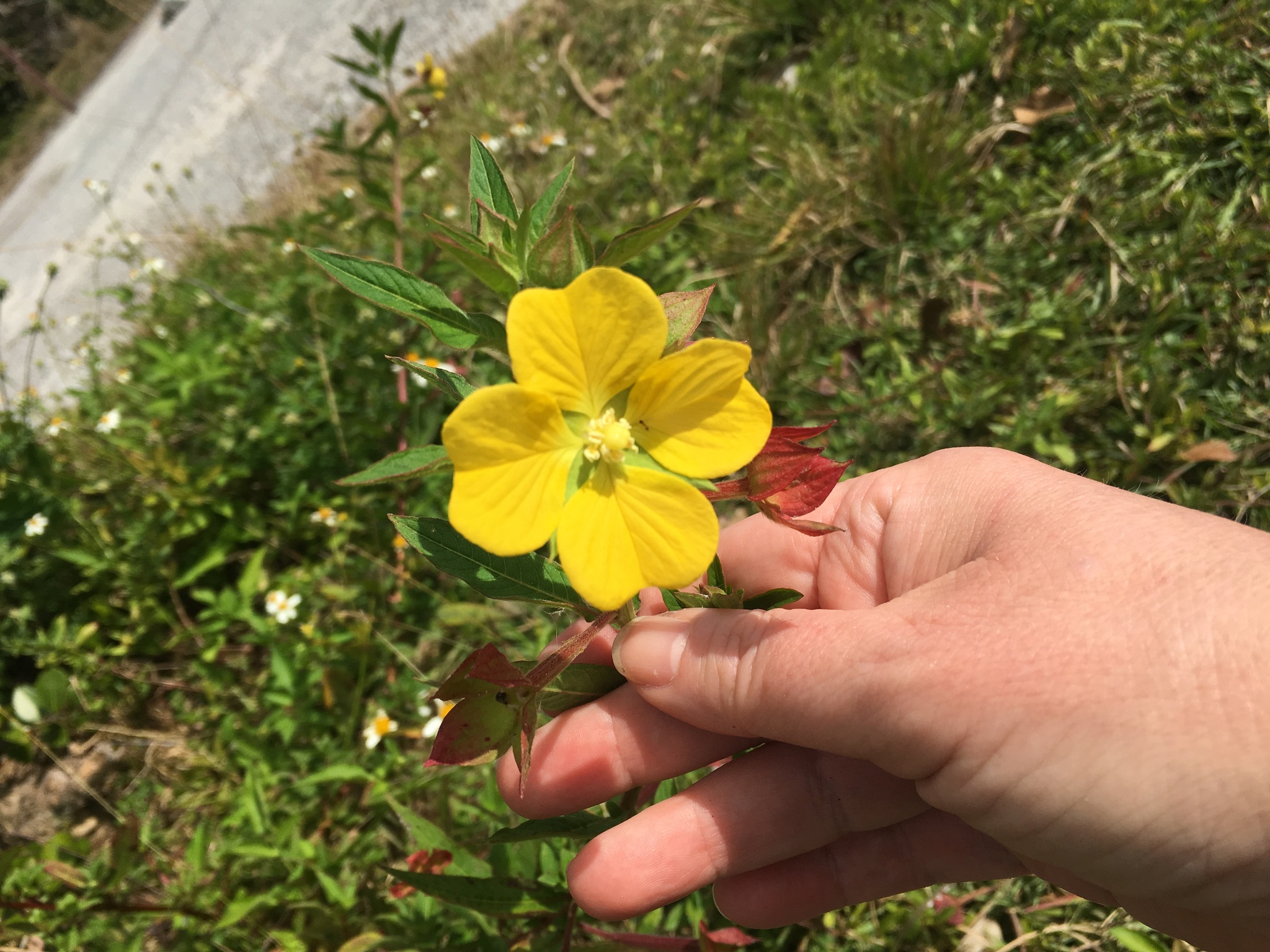 Mexican Primrose-Willow (Ludwigia octovalvis)