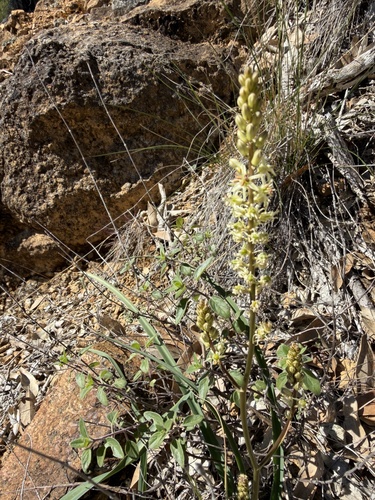 Hastingsia serpentinicola, photograph 4