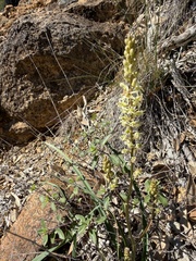 Hastingsia serpentinicola, photograph (c) Dee Shea Himes, some rights reserved (CC BY)